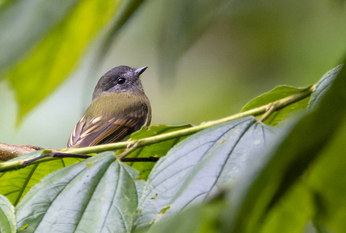 Inca Flycatcher (Leptopogon taczanowskii)