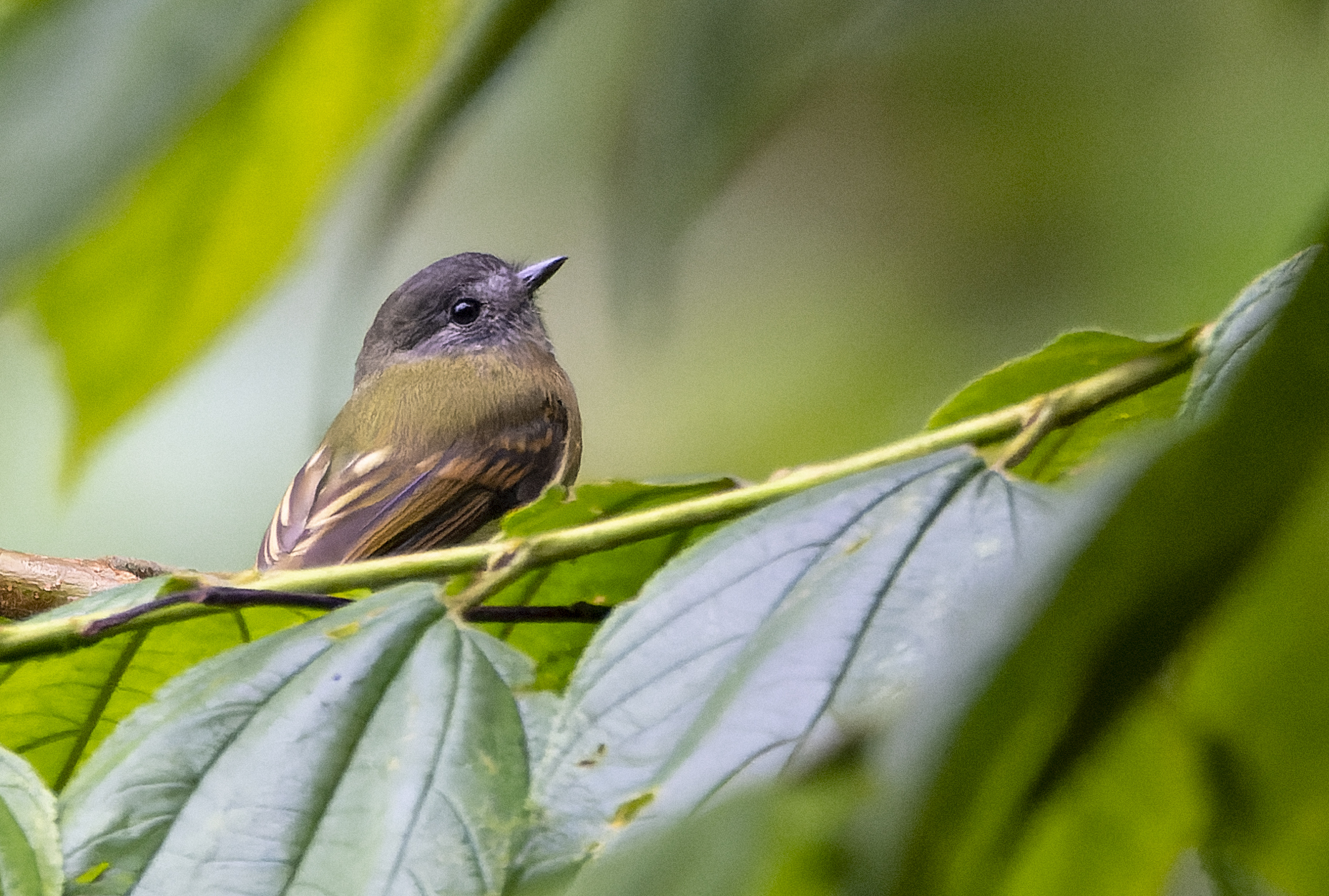 Inca Flycatcher (Leptopogon taczanowskii), photo 1