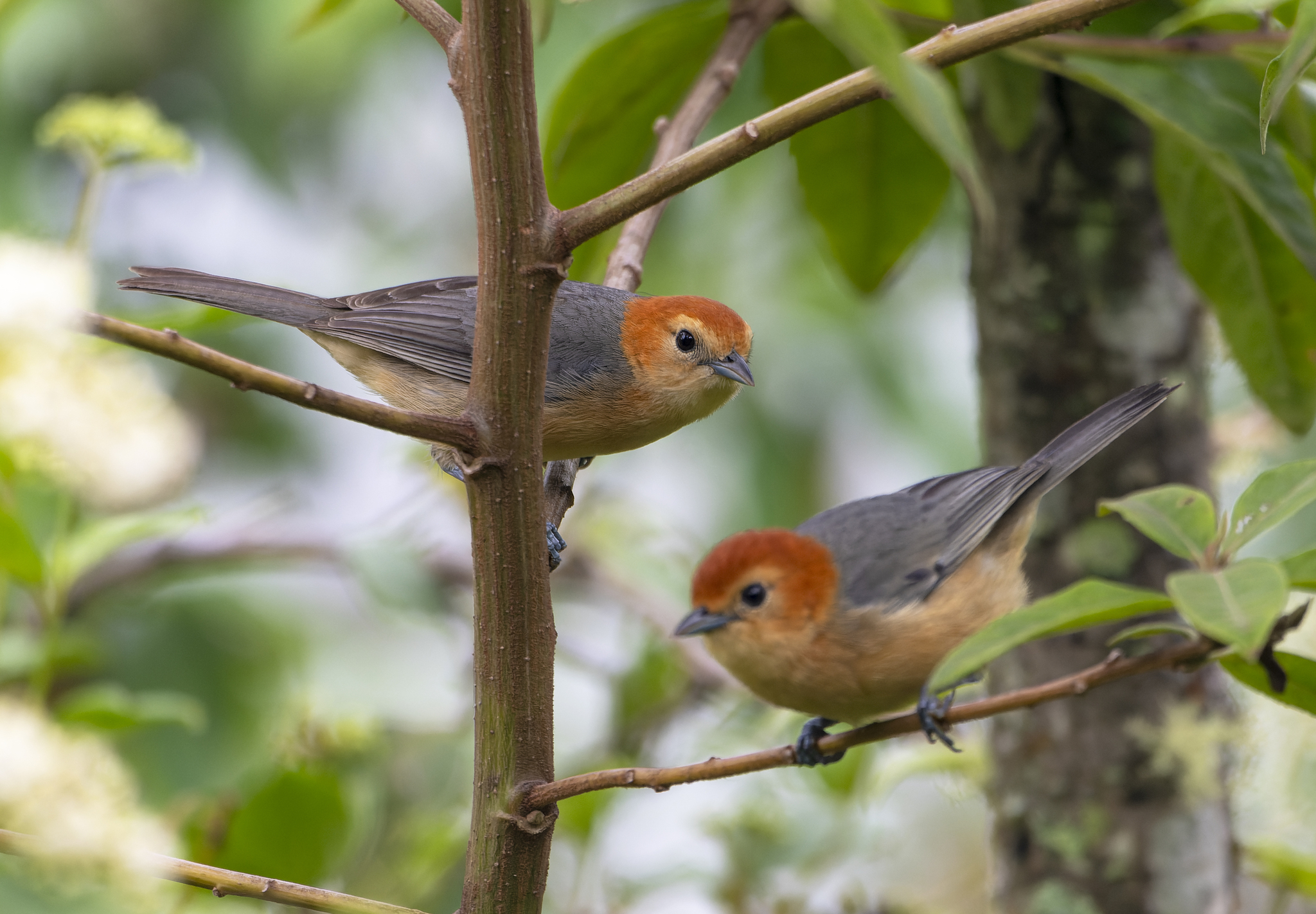 Buff-bellied Tanager (Thlypopsis inornata), photo 3