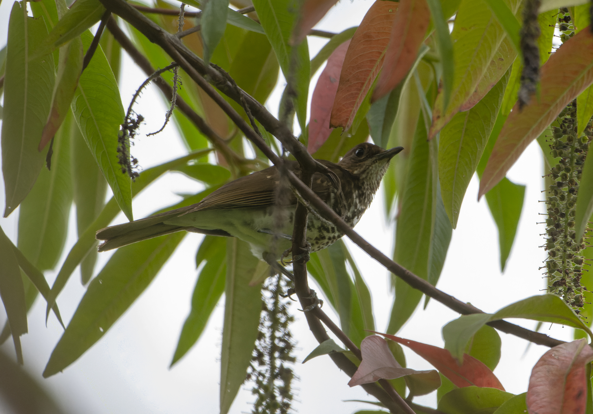 Maranon Thrush (Turdus maranonicus), photo 3
