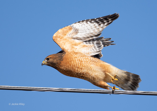 Red-shouldered Hawk photographed in Ohio