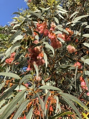 Eucalyptus torquata