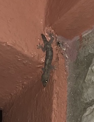 Hemidactylus angulatus