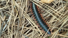 Apheloriini