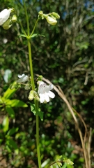 Penstemon multiflorus