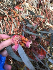 Eucalyptus torquata