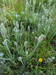 Plantago hookeriana