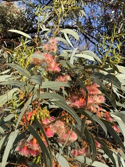 Eucalyptus torquata