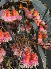 Eucalyptus torquata