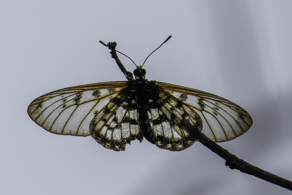 Acraea andromacha (Acraea andromacha)
