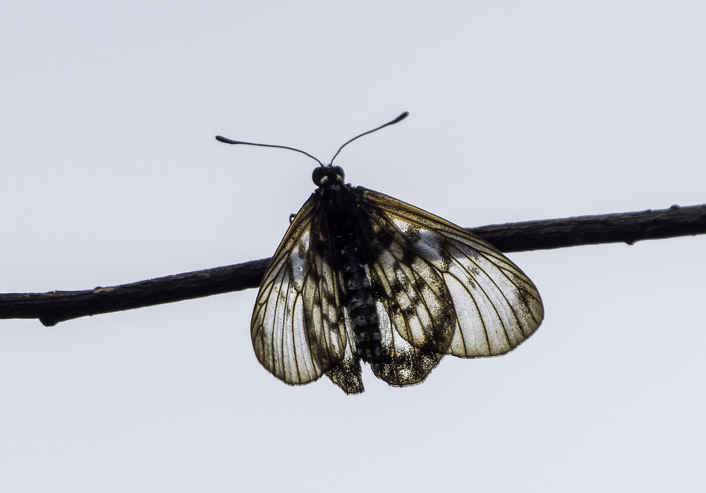Acraea andromacha (Acraea andromacha)