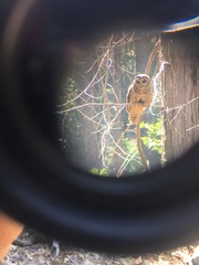 Strix occidentalis