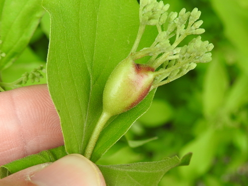 Dogwood Clubgall Midge