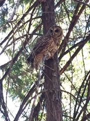 Strix occidentalis