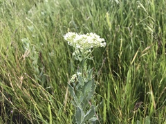 Lepidium draba