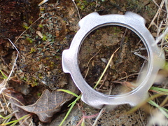 Ricciaceae
