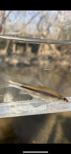 Highback Chub