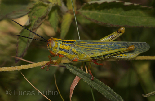 Zoniopoda serrana