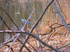Ardea herodias