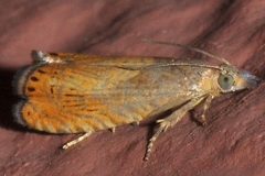 Dichrorampha bittana