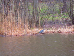 Ardea herodias