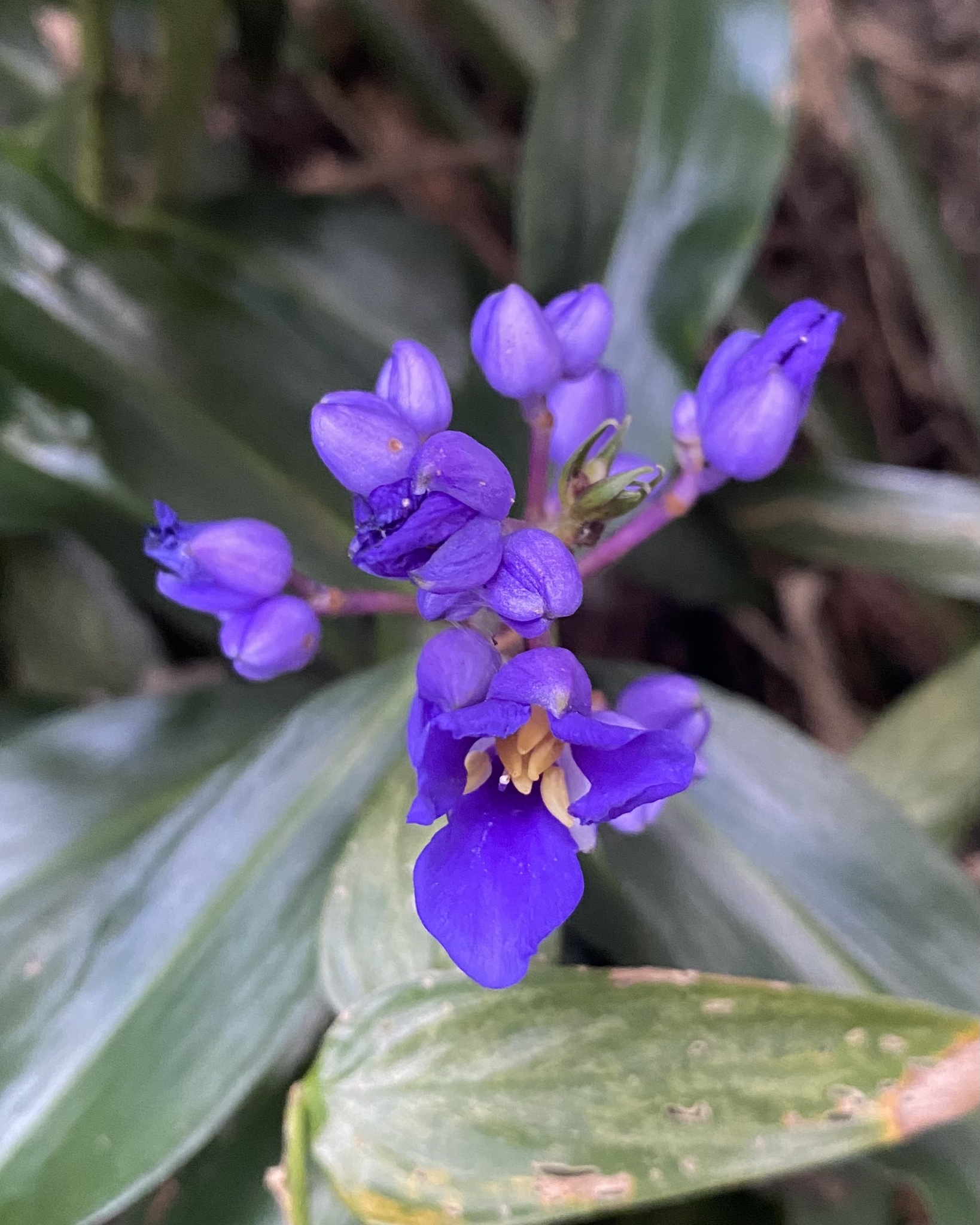 Imagem de Ginger-azul