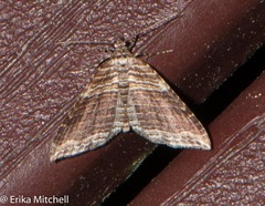 Anticlea multiferata