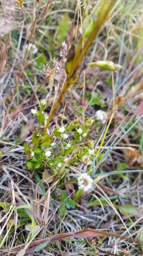 Gentianella magellanica, photograph 2