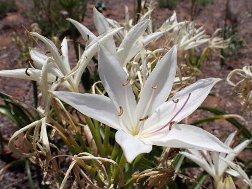 Darling Lily
