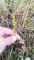 Federico Muñoz, CC0, iNaturalist via GBIF Gentianella magellanica, photograph Federico Muñoz, CC0, iNaturalist via GBIF