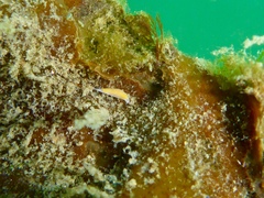 Vorticeros praedatorium