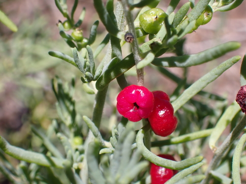 Barrier Saltbush