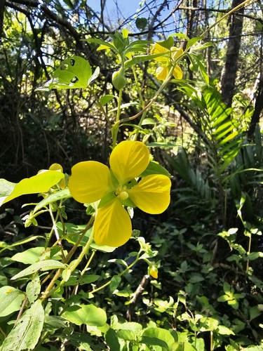 Ludwigia nervosa (Ludwigia nervosa)