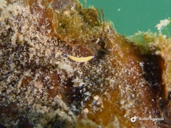 Vorticeros praedatorium