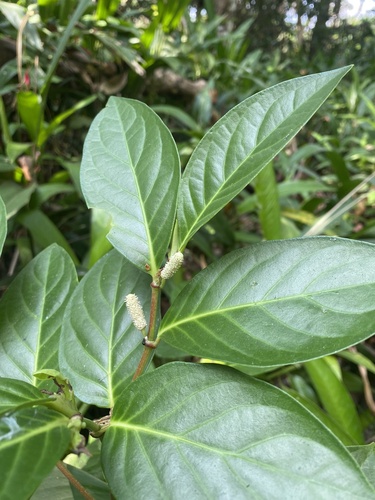 Piper phytolaccifolium