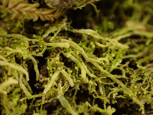 Metzgeria scobina