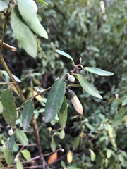 Correa glabra