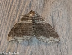 Anticlea multiferata