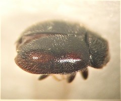 Scymnus blackburni