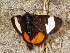 Psychomorpha epimenis