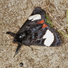 Psychomorpha epimenis