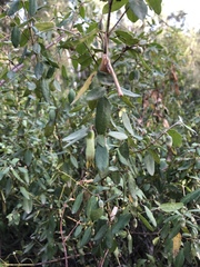 Correa glabra
