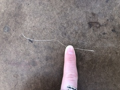 Hesperostipa comata comata