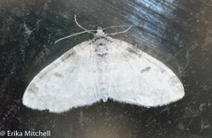 Lobophora nivigerata