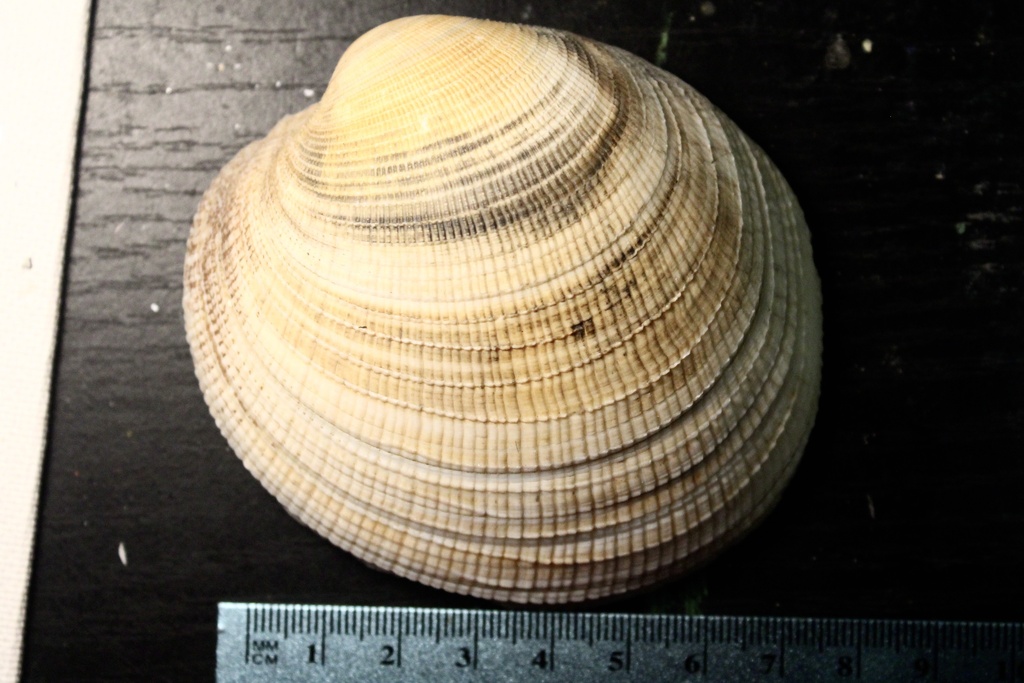 Visayan Shell Periglypta from Visayan Sea, Western Visayas, PH on January 15, 2024 at ...