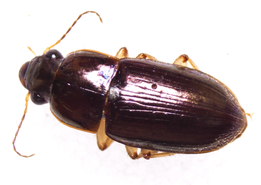 Selenophorus pyritosus