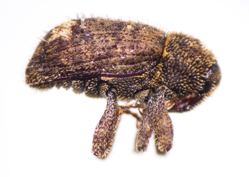 Euscepes postfasciatus, 2024-02-03