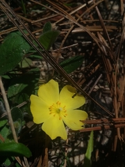 Crocanthemum carolinianum