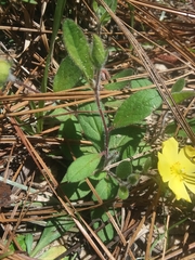 Crocanthemum carolinianum