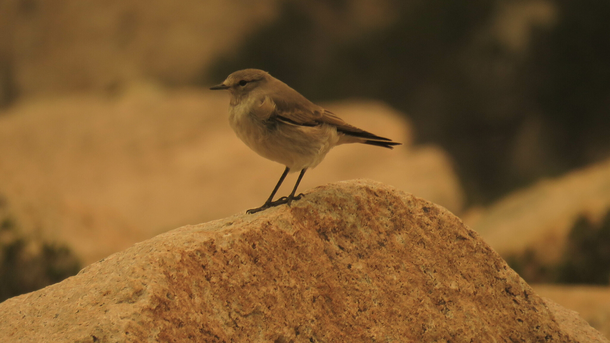 Ochre-naped Ground-Tyrant illustration